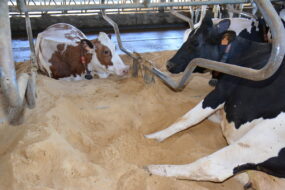 Vaches en logettes