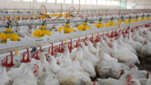 Poulets dans le poulailler