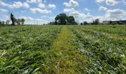 Une prairie sous couvert de méteil