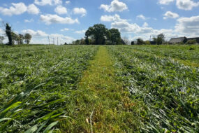 Une prairie sous couvert de méteil
