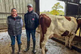 éleveurs et vache montbéliarde