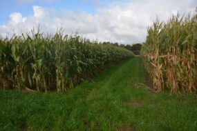 Parcelles de maïs