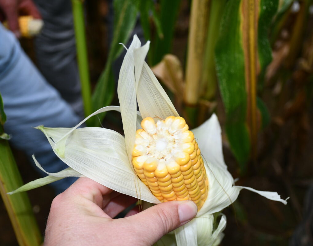Un agriculteur montre une moitié d'épi de maïs