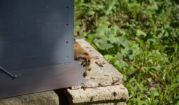 Le pied d'une ruche avec des abeilles
