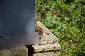 Le pied d'une ruche avec des abeilles