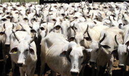 Un troupeau de vaches à viande