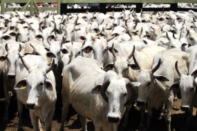Un troupeau de vaches à viande