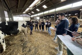 Des élèves pointent les vaches