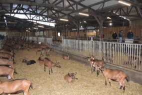 Stabulation bovine transformée en chèverie