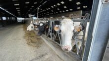 Vaches laitières dans un bâtiment