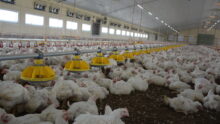 Des poulets dans un bâtiment