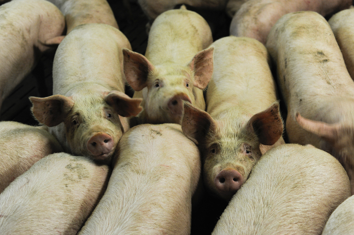 porcs charcutiers - Illustration Le nombre de porcs issus d&rsquo;élevages hors OP progresse