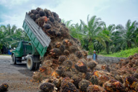 Récolte des fruits destinés à la production d'huile de palme dans une plantation indonésienne.