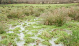 prairie située en zone humide
