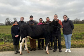 Sept jeunes autour d'une génisse de race Prim'Holstein