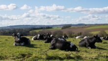 Des vaches couchées dans une prairie