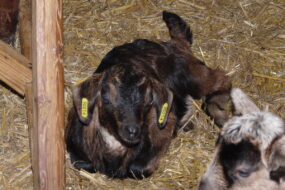 Chevreau dans aire paillée
