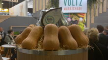 Des butternut au Sival