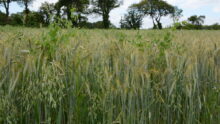 méteil développé dans une parcelle