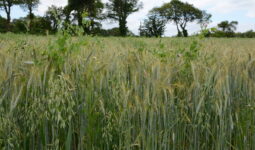 méteil développé dans une parcelle