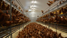 Des poules pondeuses dans un bâtiment