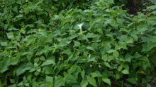 Datura dans une parcelle de haricot