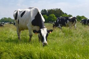 2 vaches dans un champ