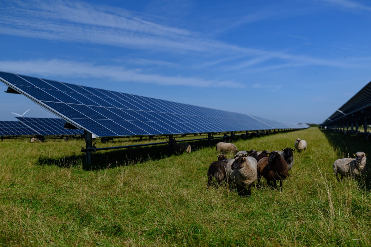 Des panneaux photovoltaïques dans un champ avec des moutons - Illustration Développer l&rsquo;agrivoltaïsme en Bretagne ?