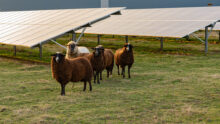 Des moutons dans un champ avec des panneaux solaires