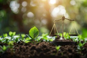De jeunes pousses en terre avec une balance de la justice posée sur le sol