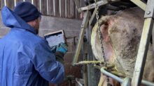 Un pédicure pour bovins en train d'enregistrer des données sur une tablette nunmérique derrière sa cage de parage.
