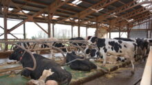 logettes de vaches