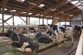 logettes de vaches