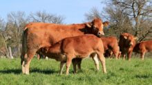 Une vache et son veau dans un champ avec le troupeau en arrière plan