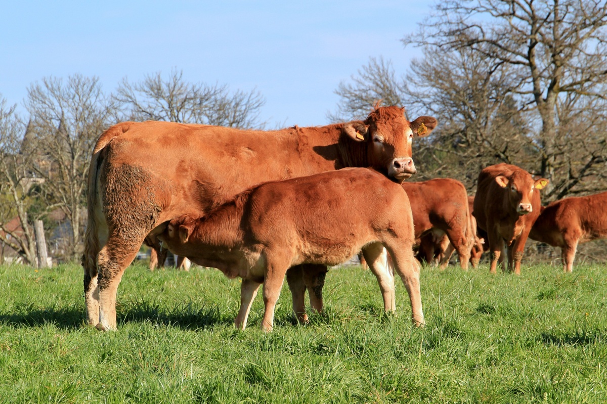 Une vache et son veau dans un champ avec le troupeau en arrière plan - Illustration Des perspectives favorables ternies par le risque sanitaire