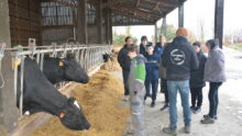 élèves de 5e devant la stabulation des vaches laitières