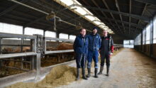Les éleveurs sur le couloir d'alimentation avec des JB parthenais dans des cases
