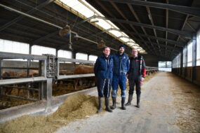 Les éleveurs sur le couloir d'alimentation avec des JB parthenais dans des cases