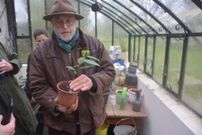 Alain Schlesser avec un plant de thé