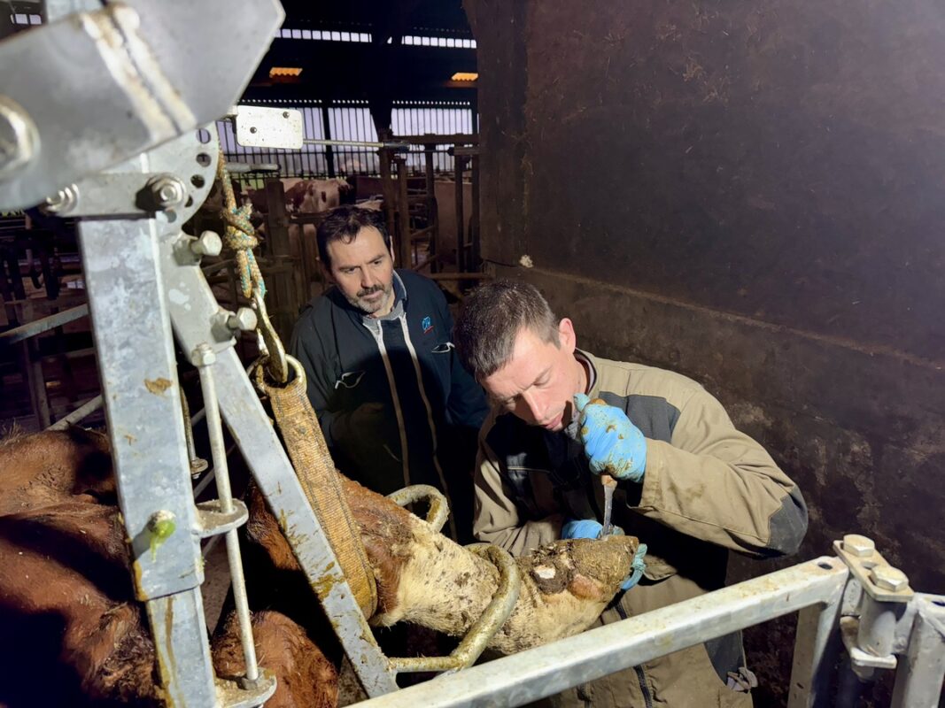 Un éleveur et son salarié en train de pratiquer du parage préventif sir le pied d'une vache laitière.