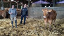 2 hommes dans une stabulation avec une vache