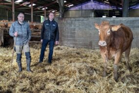 2 hommes dans une stabulation avec une vache