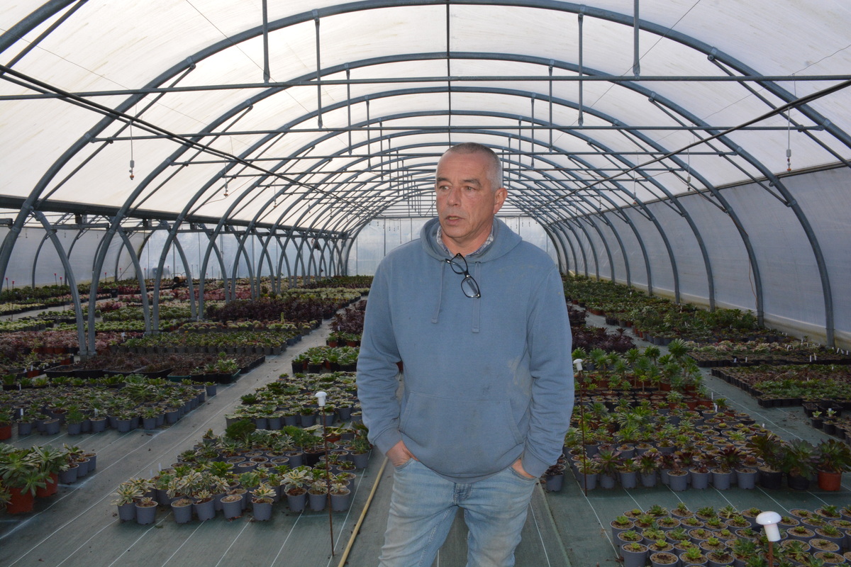 Le producteur de plants Hubert Debbasch dans une de ses serres d’aeonium. - Illustration Au pays des succulentes : À la découverte de l&rsquo;aeonium