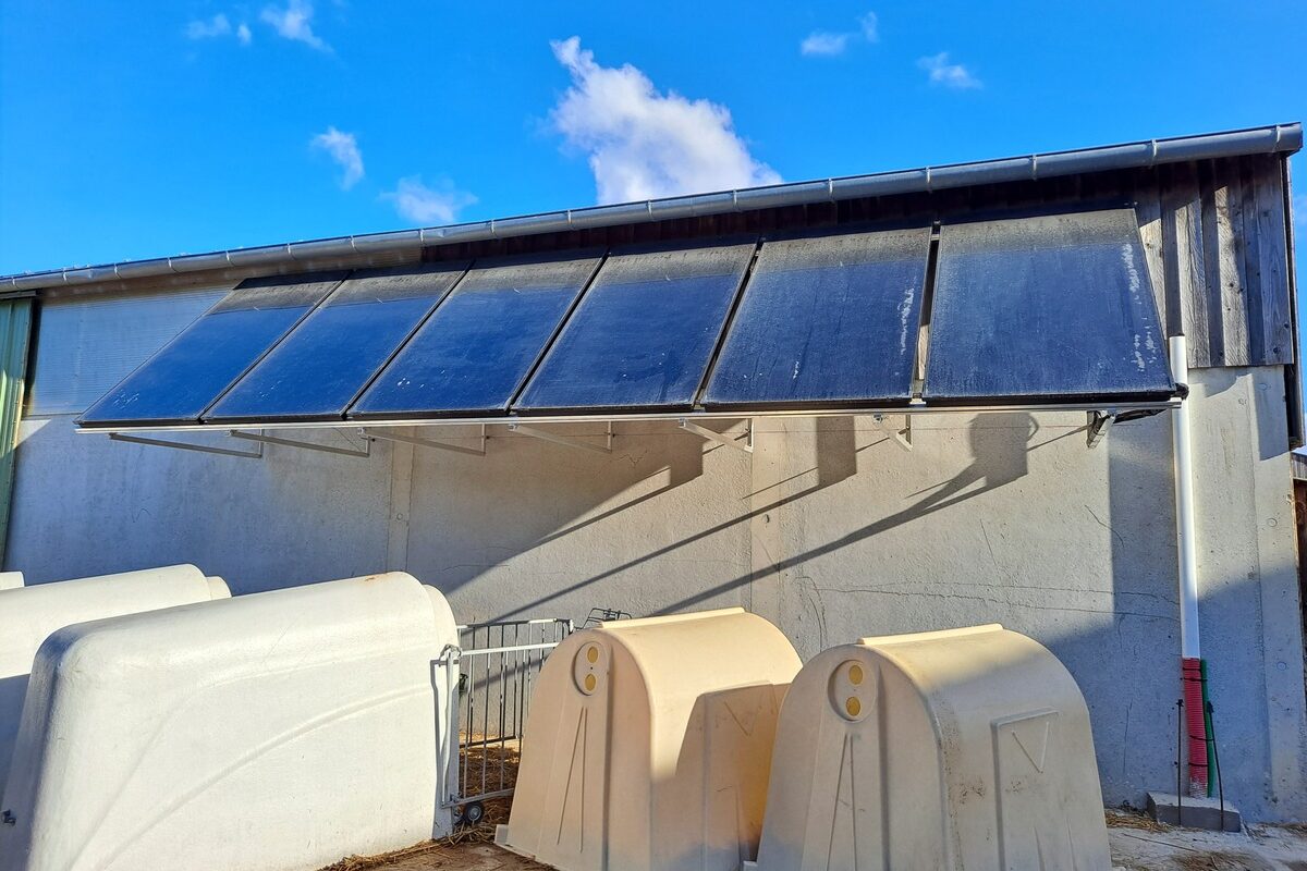 Au dessus de niches à veau, des panneaux solaires thermiques installés sur le bâtiment d'un élevage laitier - Illustration Couvrir 50 % des besoins annuels en eau chaude de l’élevage