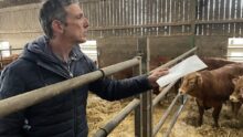 Hervé Merrer avec des vaches Limousines