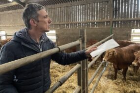 Hervé Merrer avec des vaches Limousines