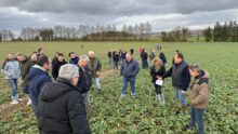 Des agriculteurs dans un champ de colza en hiver.