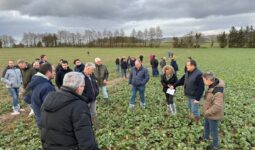 Des agriculteurs dans un champ de colza en hiver.