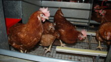 poules pondeuses