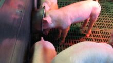 Des porcelets dans une case